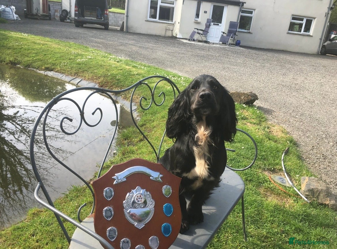 Cocker Spaniel dogs Stunning KC Working Cockers FTCH bloodlines - Advert 2