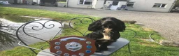 Cocker Spaniel dogs for sale: Stunning KC Working Cockers FTCH bloodlines - Advert 2