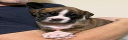 Boxer dogs for sale: Boxer puppys - Advert 9