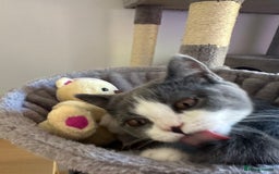 British Shorthair cats for sale: British shorthair blue and white, 4 months old  - Image 6