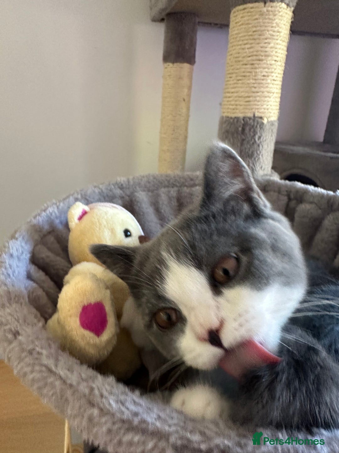 British Shorthair cats for sale: British shorthair blue and white, 4 months old  - Image 6