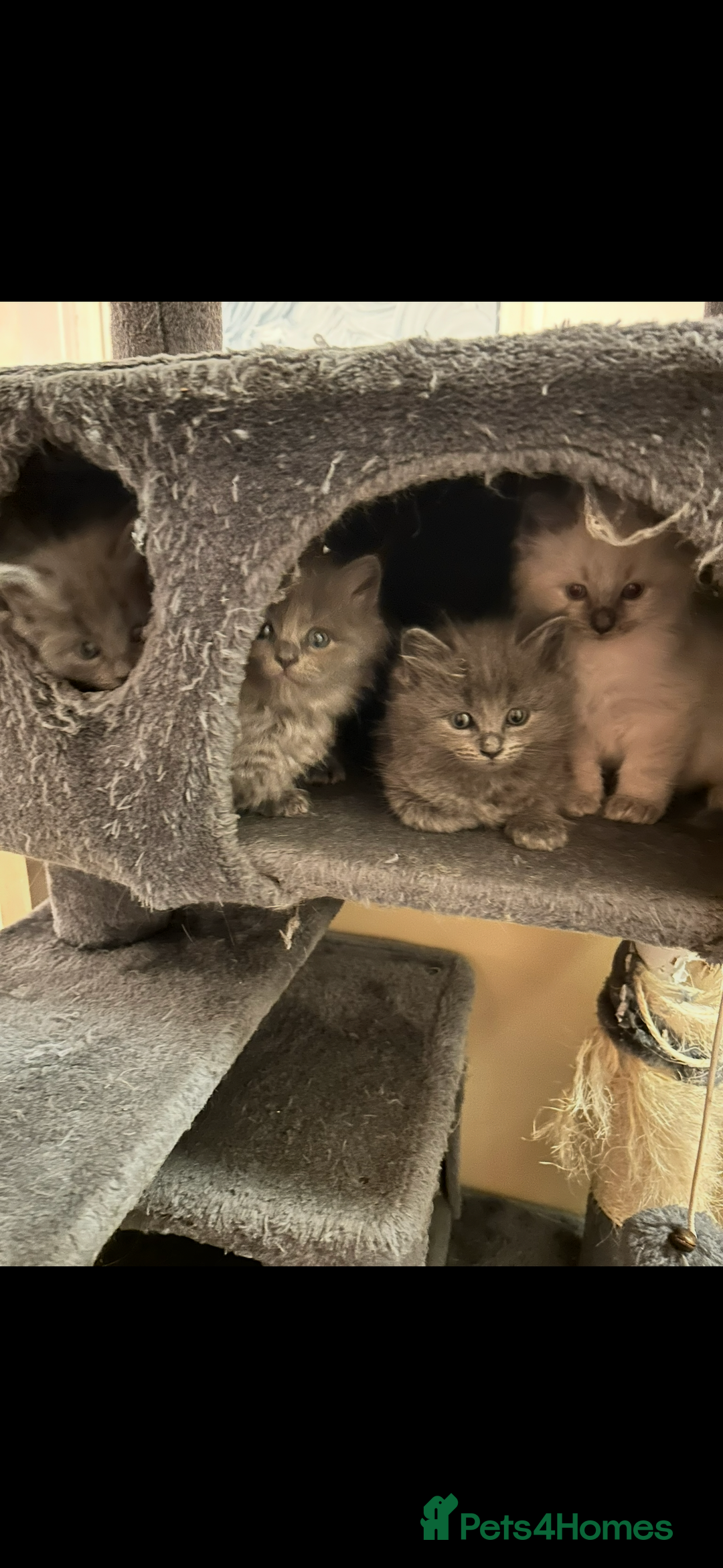 Ragdoll cats for sale: Ragdoll kittens  - Image 1