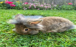 Mixed Breed rabbits for sale: Mix breed rabbit - Image 3
