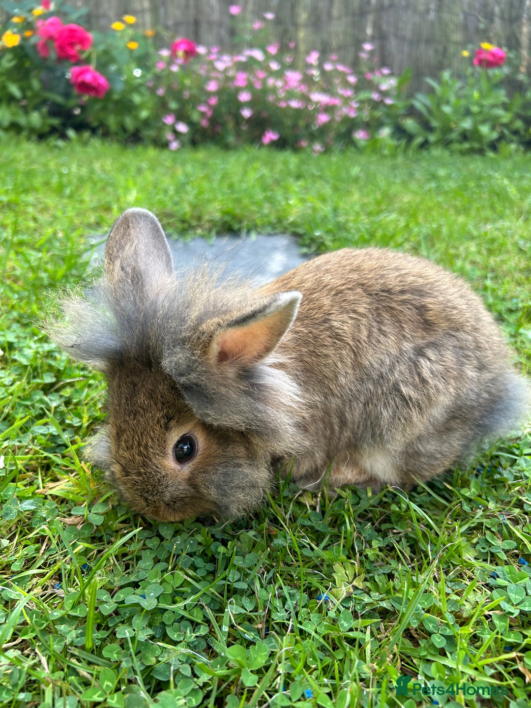 Mixed Breed rabbits for sale: Mix breed rabbit - Image 3