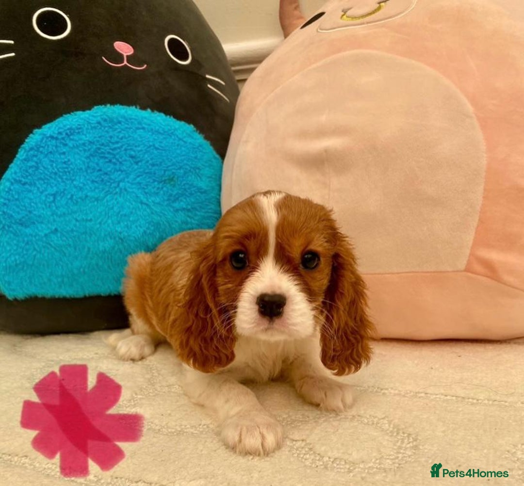Cavalier King Charles Spaniel dogs for sale: King Charles cavalier puppies  - Image 5