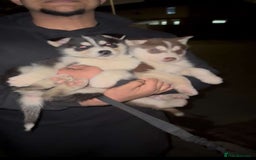 Siberian Husky dogs for sale: Adorable Black & Brown Husky Puppies –Great Price! - Image 2