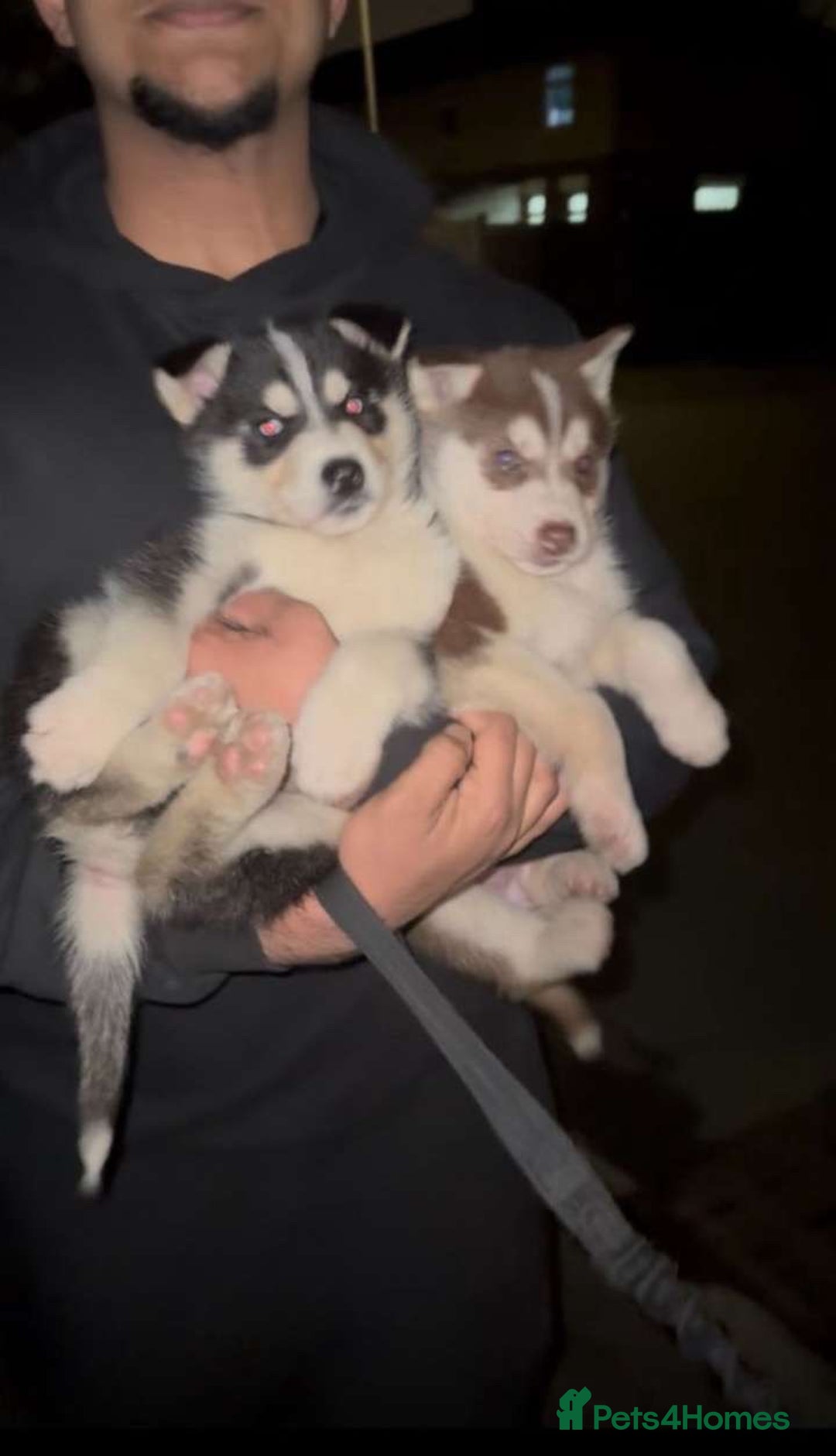 Siberian Husky dogs for sale: Adorable Black & Brown Husky Puppies –Great Price! - Image 2