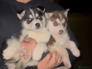 Siberian Husky dogs Adorable Black & Brown Husky Puppies –Great Price! - Advert 10