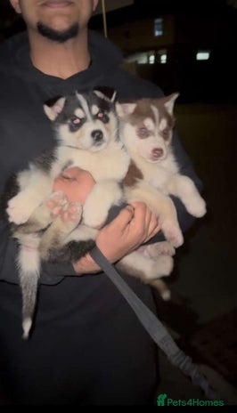 Siberian Husky dogs Adorable Black & Brown Husky Puppies –Great Price! - Advert 2