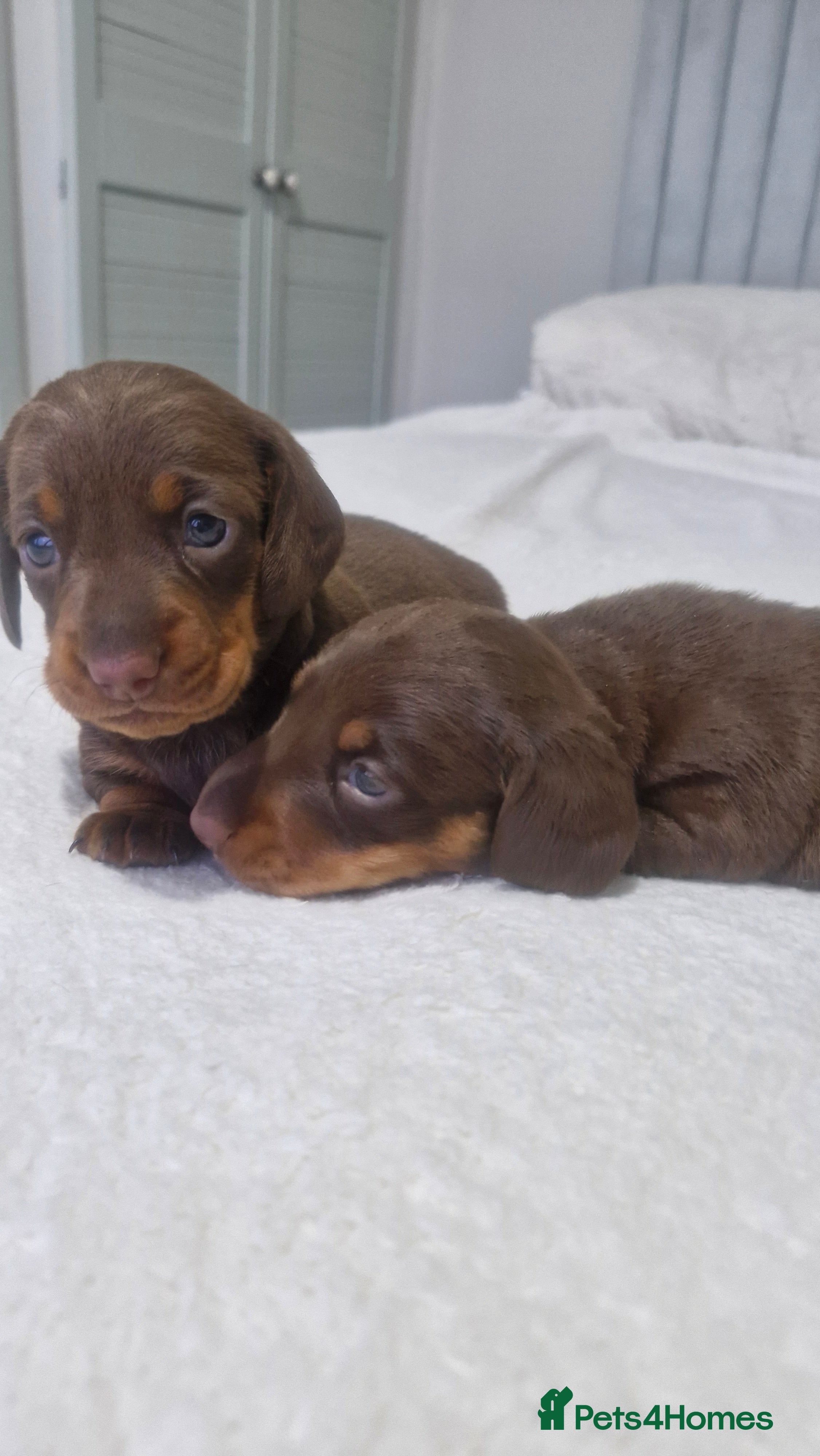 Miniature Dachshund dogs Minature dachshunds - Advert 4