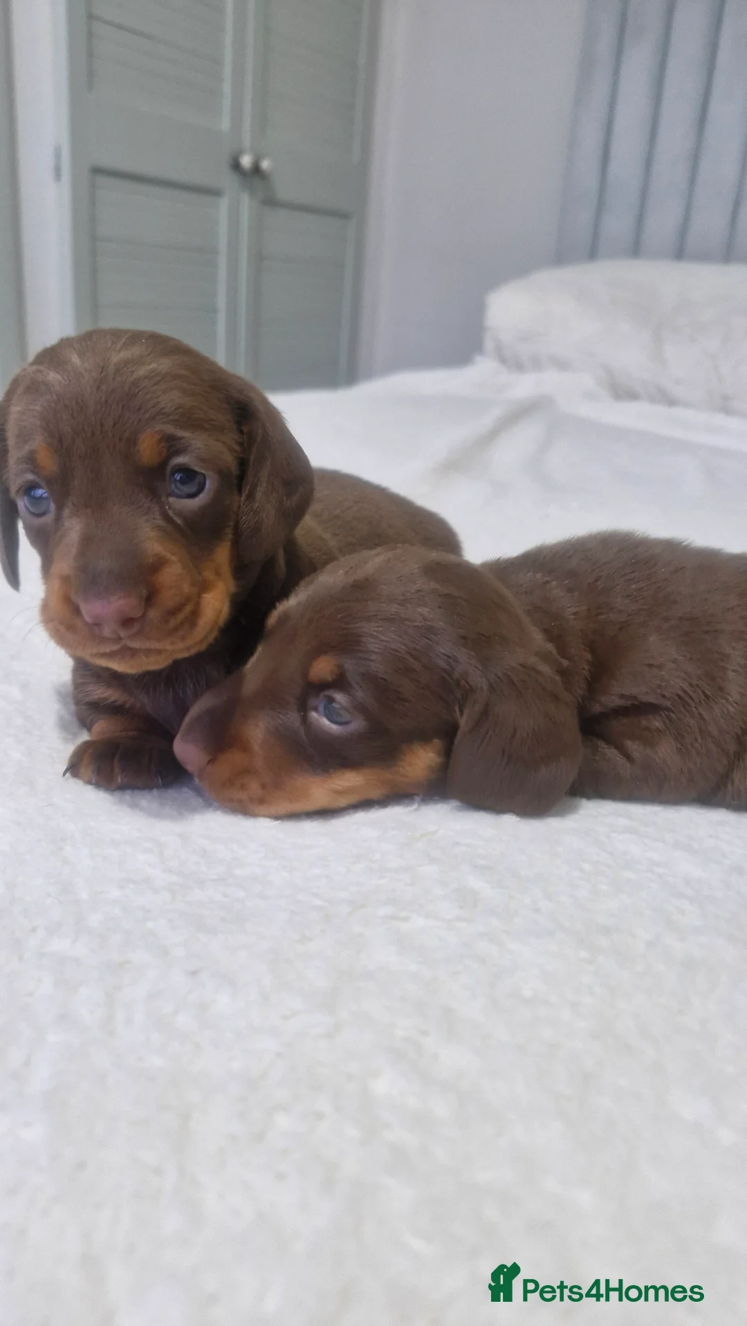Miniature Dachshund dogs for sale: Minature dachshunds - Advert 1