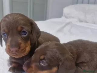 Miniature Dachshund dogs Minature dachshunds - Advert 1