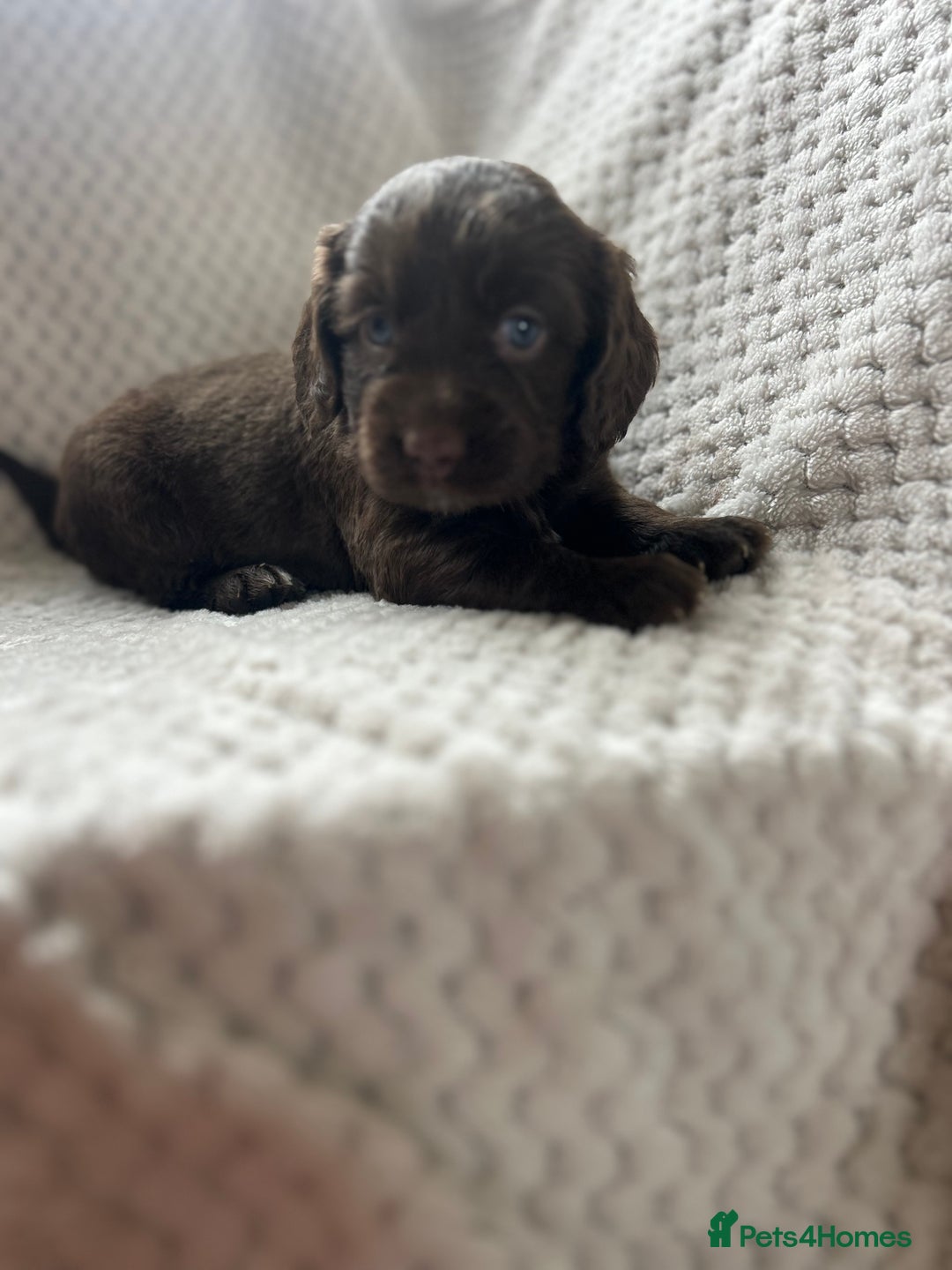 Cockapoo dogs for sale: beautiful toy cockapoo - Image 12