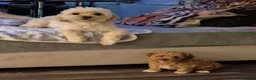 Maltipoo dogs for sale: Maltipoo boy toy 3.5kg max - Advert 13