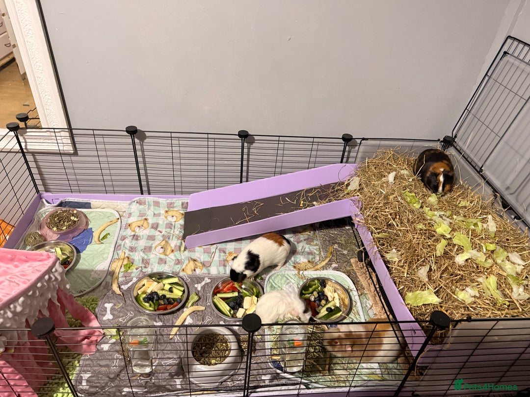 Guinea Pig rodents for sale: 4 sows with kavee cage - Advert 4