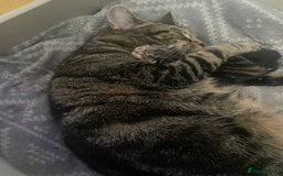 Mixed Breed cats for sale: Female kittens  - Image 7