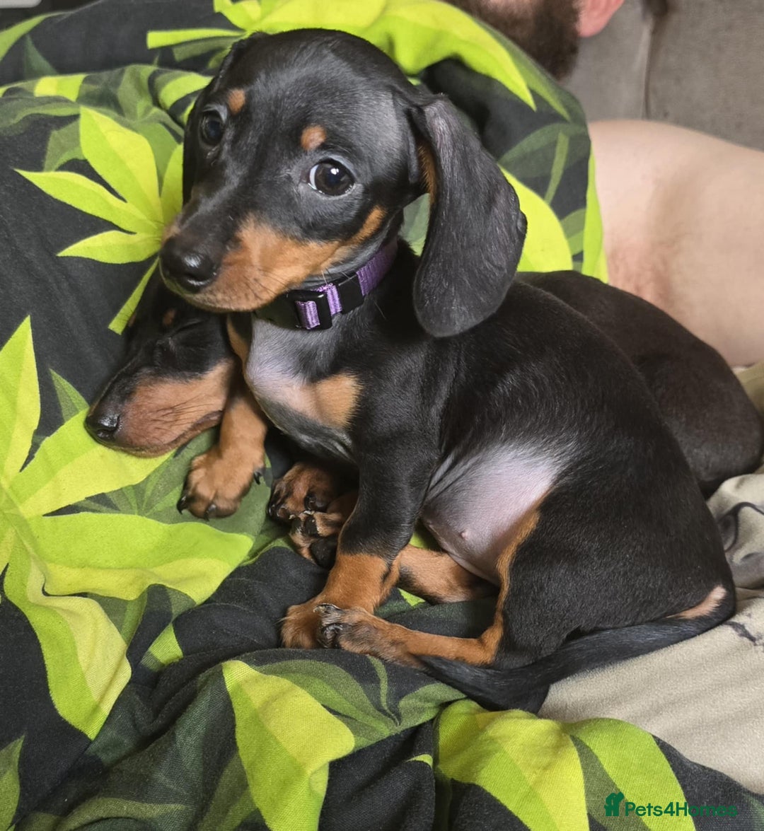 Miniature Dachshund dogs for sale: Miniature dachshunds  - Image 2