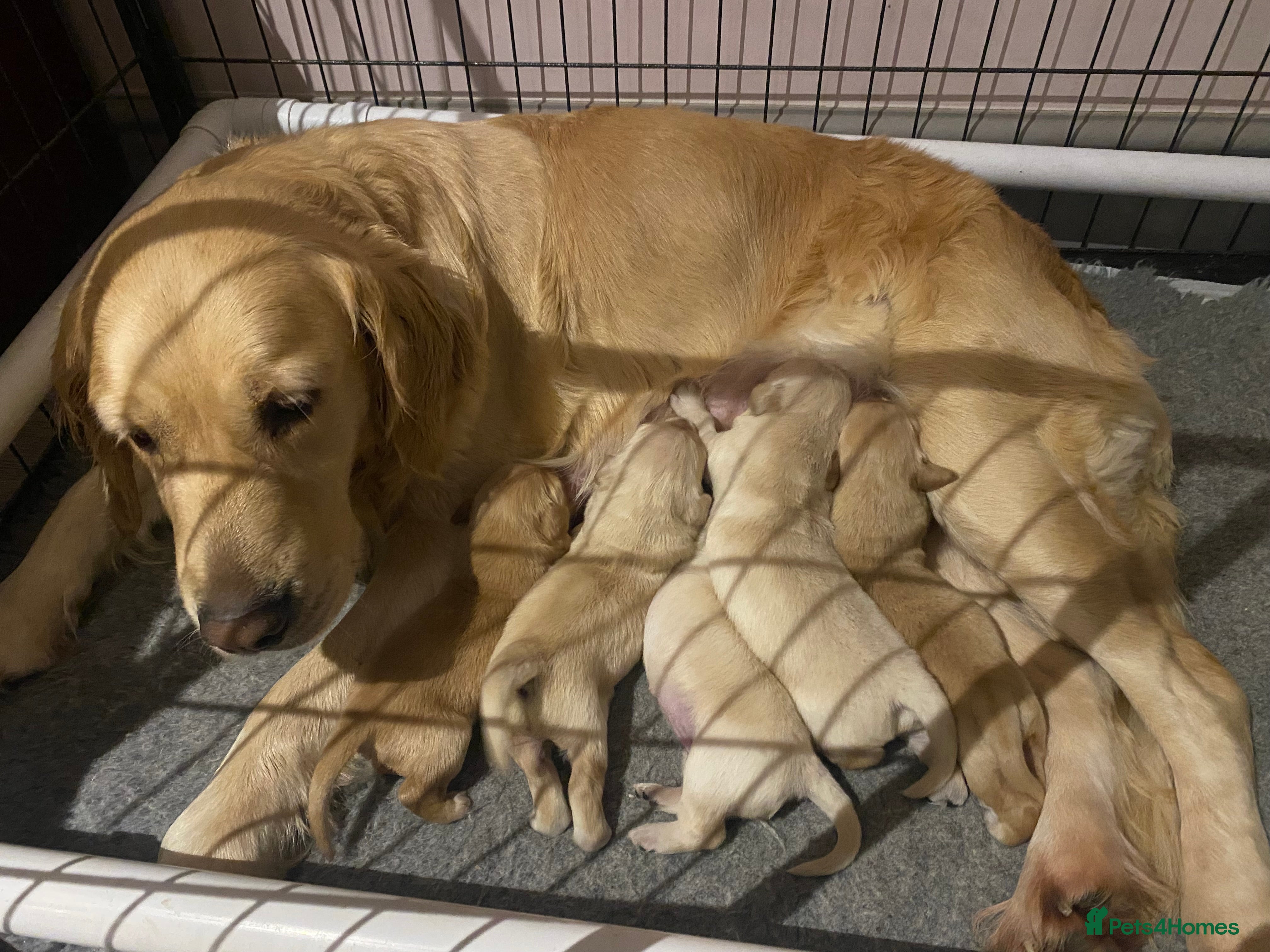 Golden Retriever dogs Gorgeous Golden Retriever Puppies - Advert 12