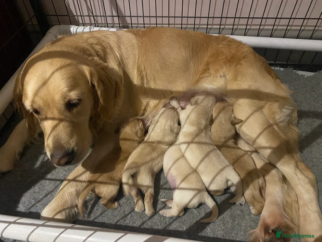 Golden Retriever dogs for sale: Gorgeous Golden Retriever Puppies - Advert 1