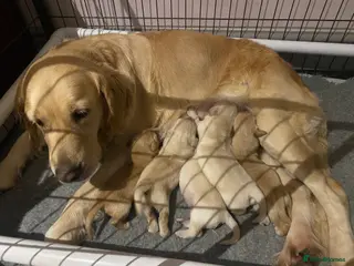 Golden Retriever dogs Gorgeous Golden Retriever Puppies - Advert 12