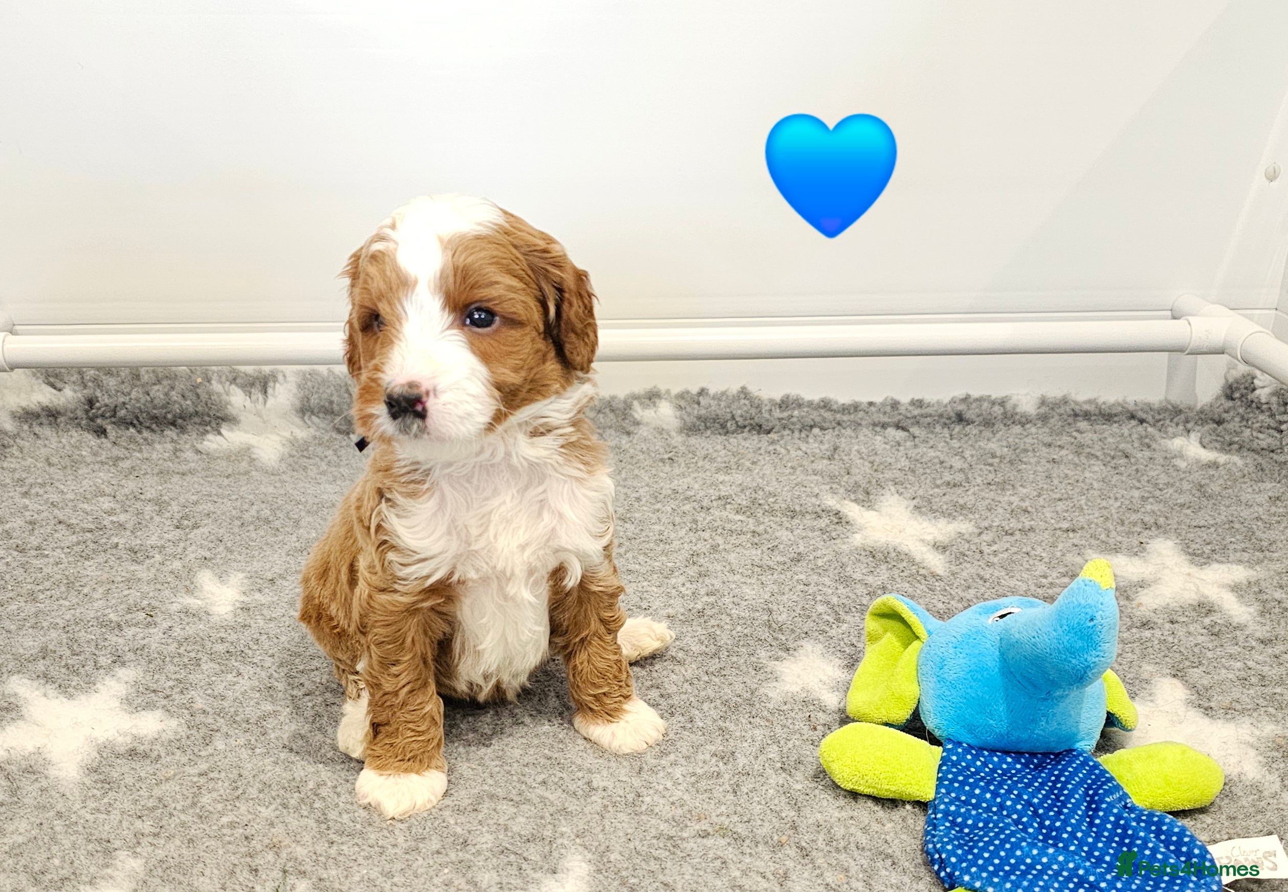 Australian Labradoodle dogs Last Boy - Full Australian Labradoodle pup - Advert 2
