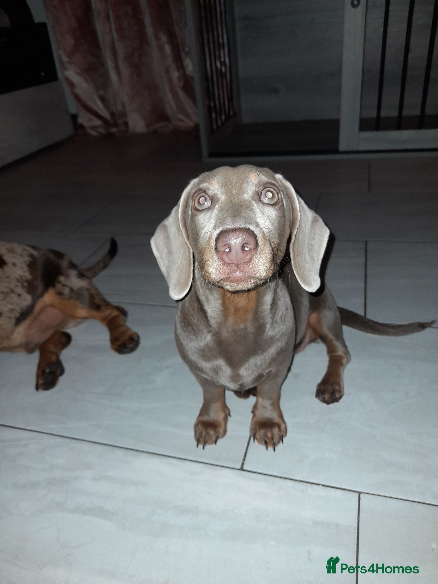 Miniature Dachshund dogs Rolo & isabella looking for there forever home  - Advert 1