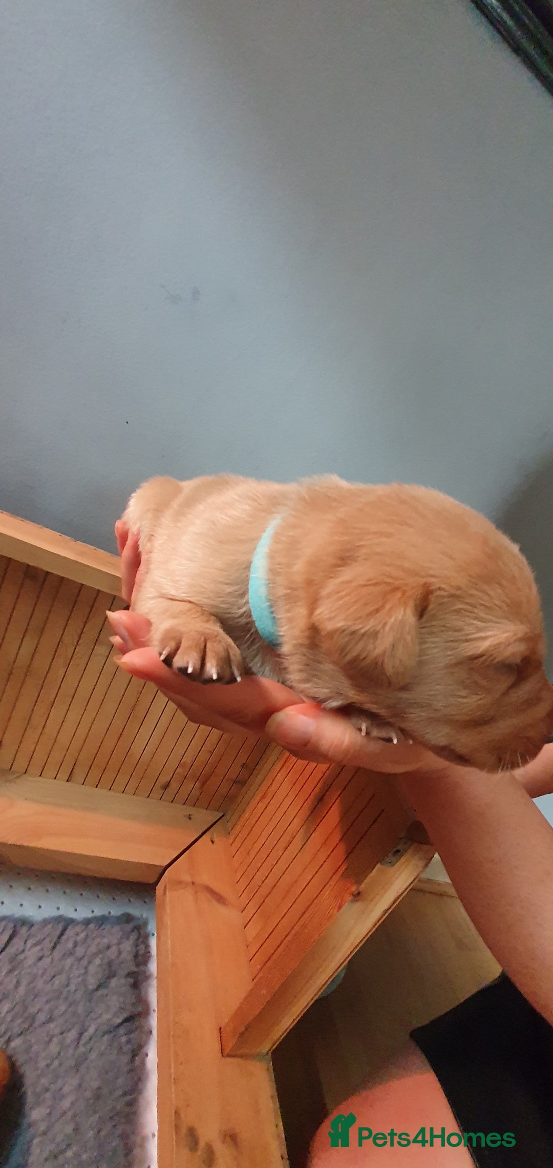 Labrador Retriever dogs for sale: Fox red Labrador - Image 13
