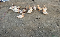 Chickens poultry for sale: hybrid pullets - Image 4