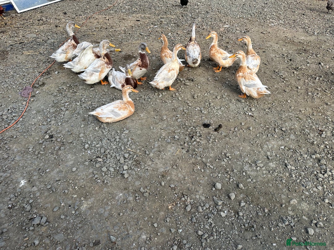 Chickens poultry for sale: hybrid pullets - Image 4