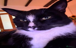 American Shorthair cats for sale: Suki the sweetheart - Image 2