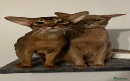 Abyssinian cats for sale: Beautiful Abyssinians kittens - Image 19