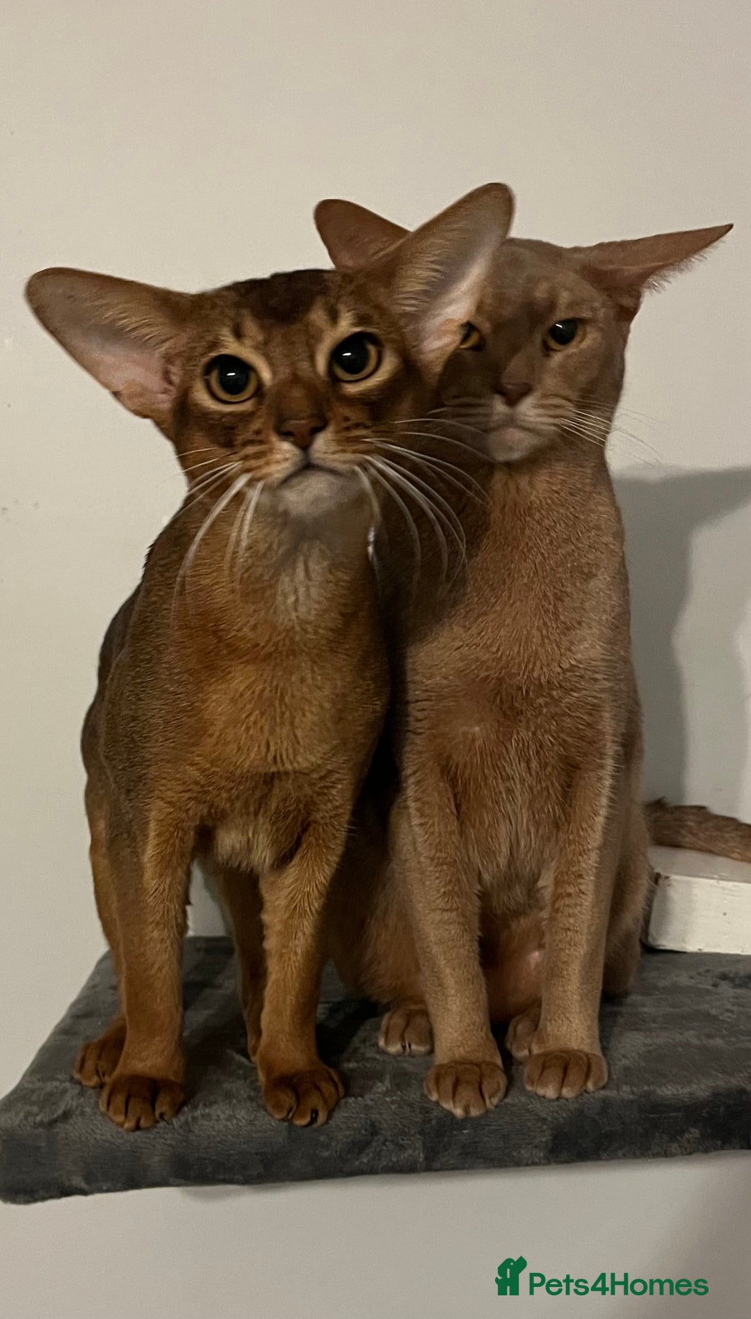 Abyssinian cats for sale: Beautiful Abyssinians kittens - Image 19