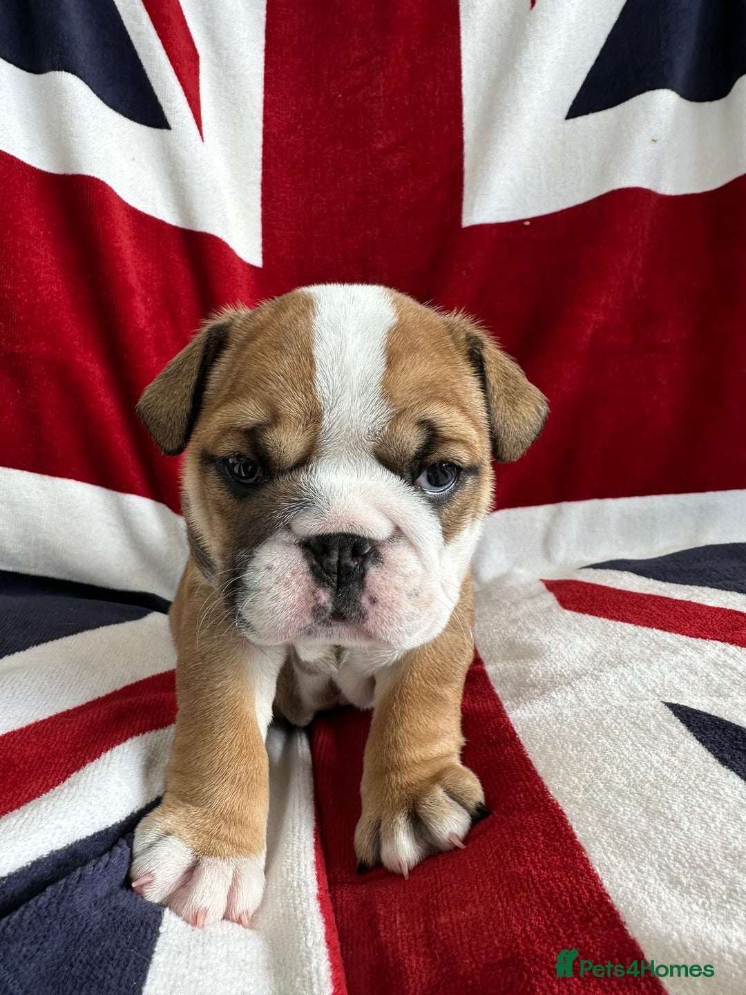 English Bulldog dogs for sale: KC REG AMAZING LITTER OF BRITISH BULLDOGS - Image 1
