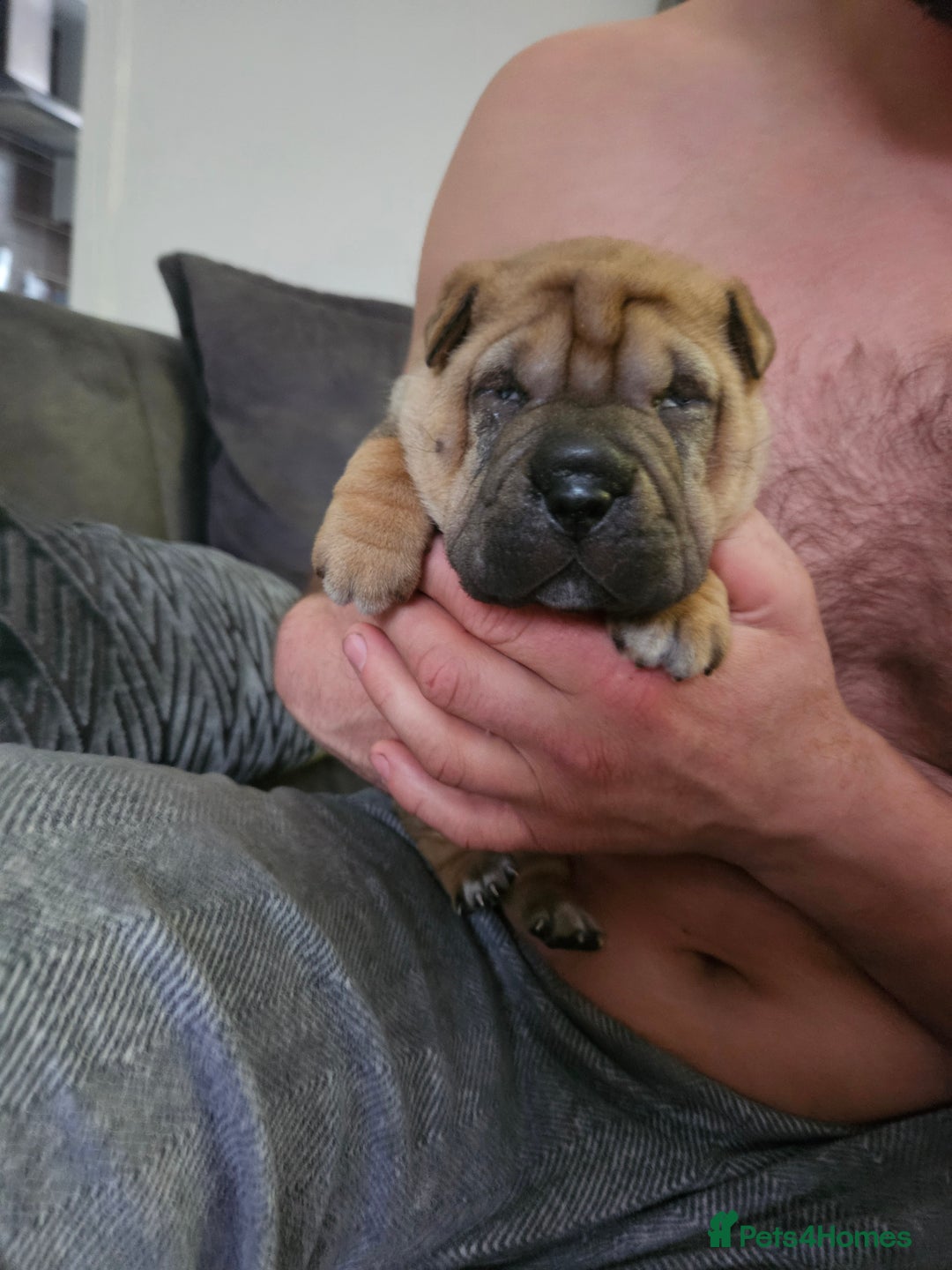 Shar Pei dogs for sale: Shar pei puppies  - Image 6
