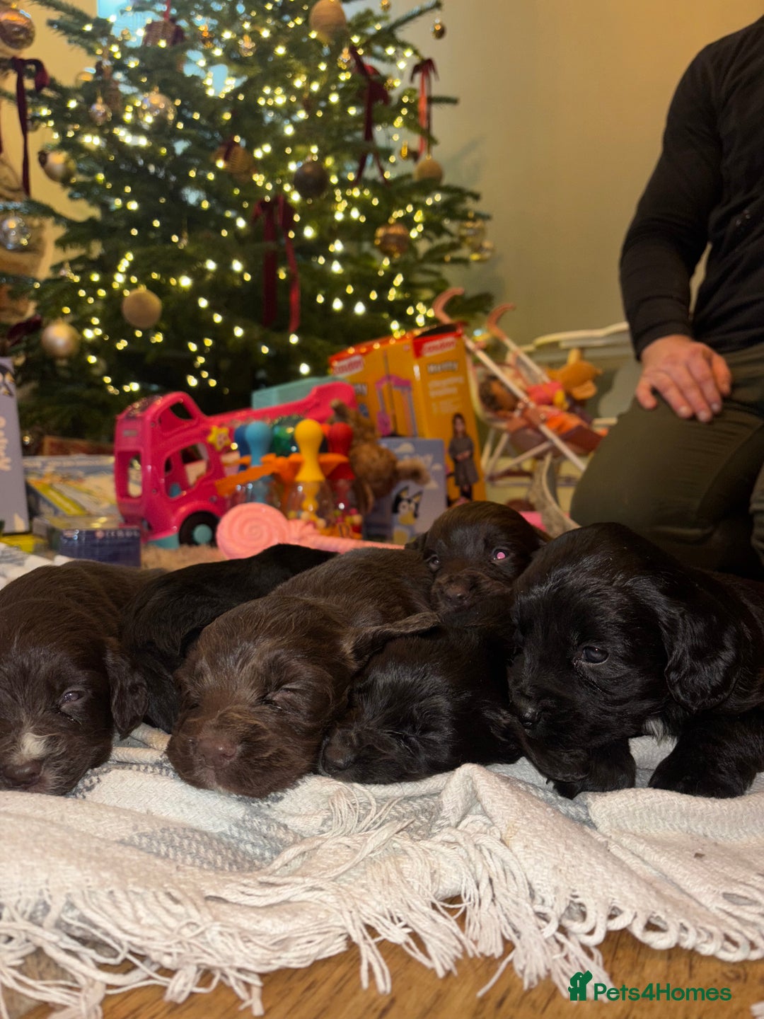 Sprocker dogs for sale: 6 Beautiful Sprocker Spaniels with KC reg parents  - Advert 4