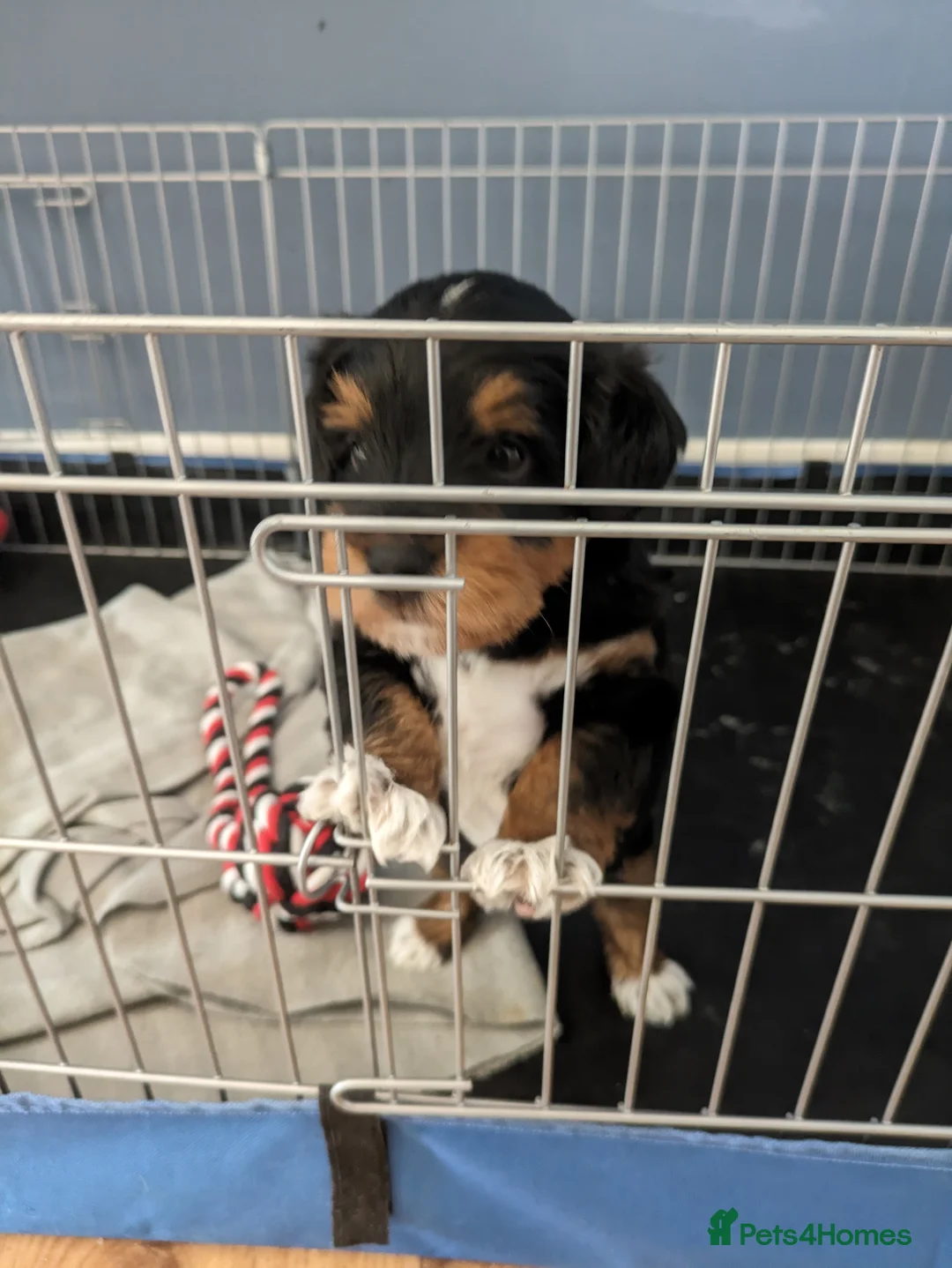 Schnoodle dogs for stud: RARE coloured mini schnoodle - Stud  - Advert 11