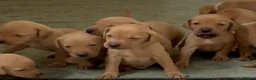 Mixed Breed dogs for sale: F1 Labrador x Vizsla Puppies - Advert 12