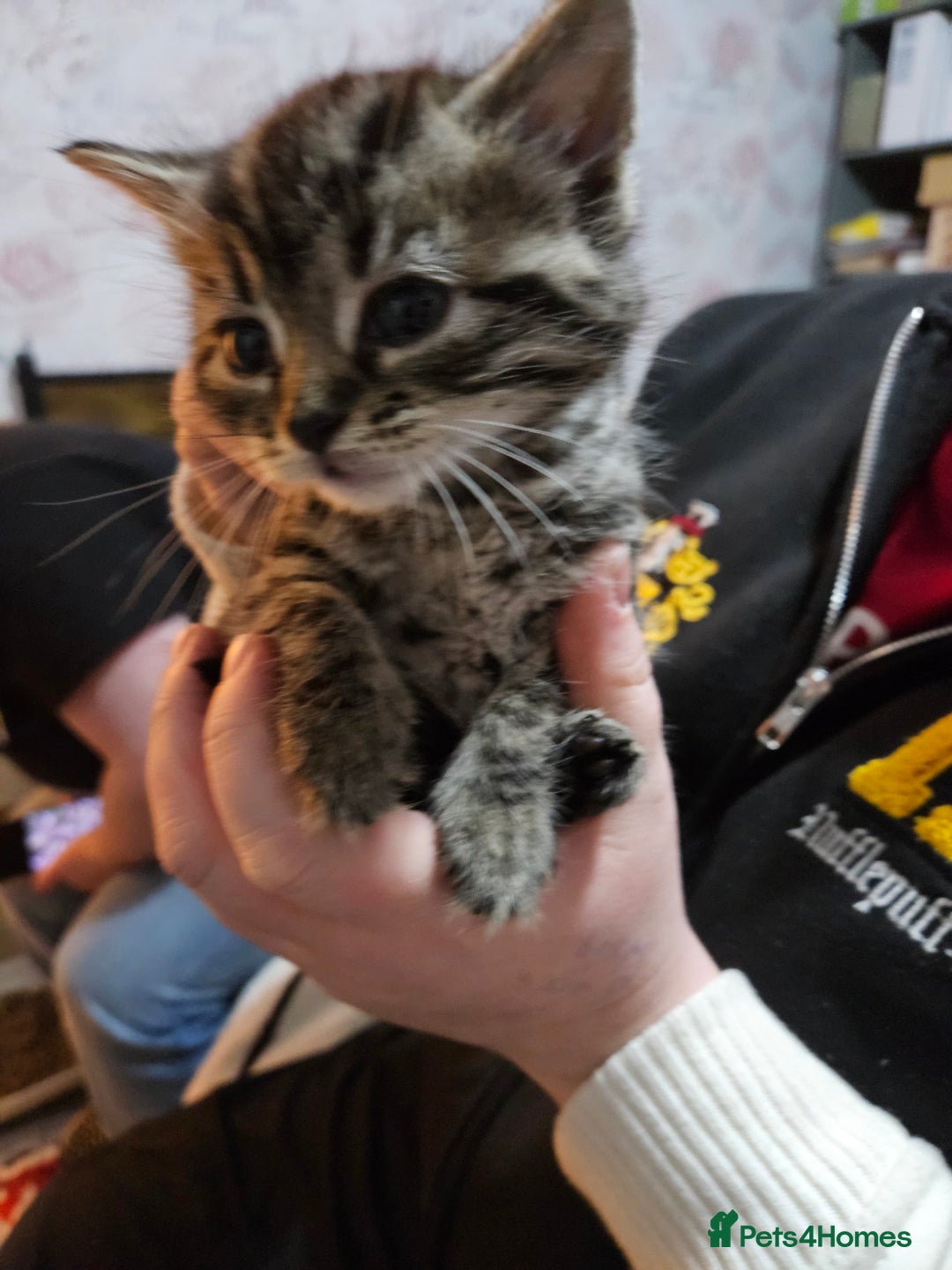 Mixed Breed cats for sale: Tabby kittens  - Advert 5