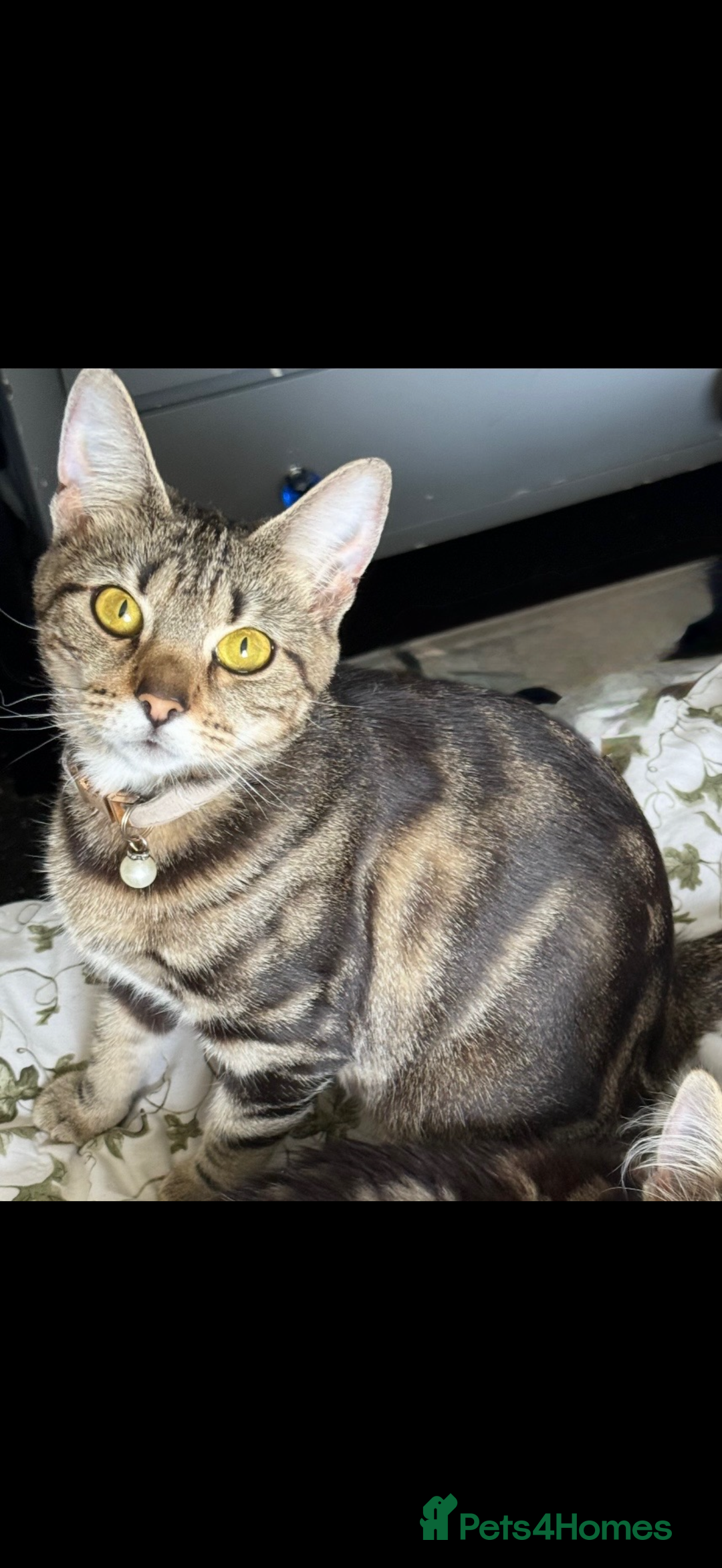 British Shorthair cats for sale: Female for sale  - Advert 7