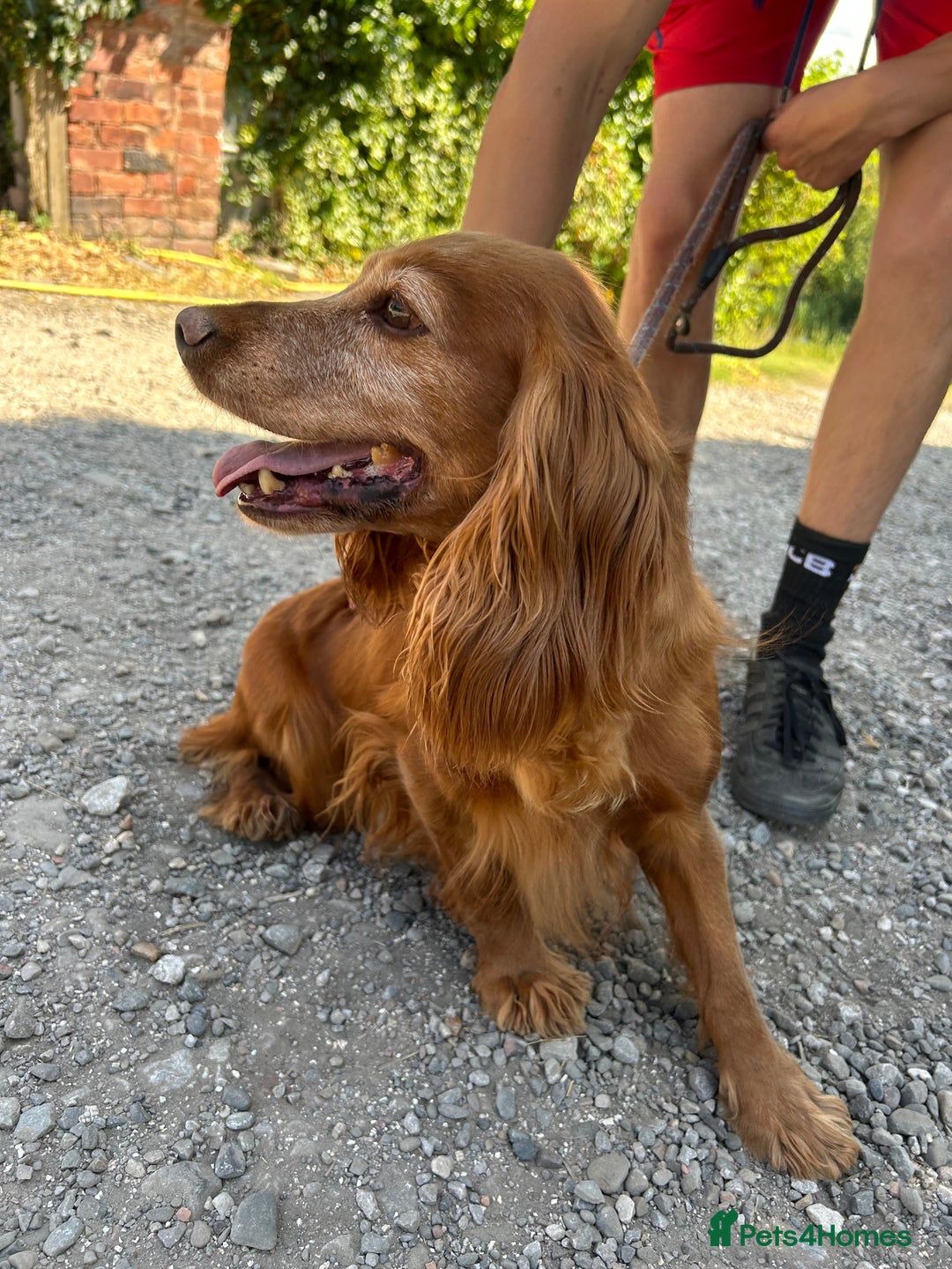 Cocker Spaniel dogs for sale: Beautiful, very friendly Cocker girls - Image 2