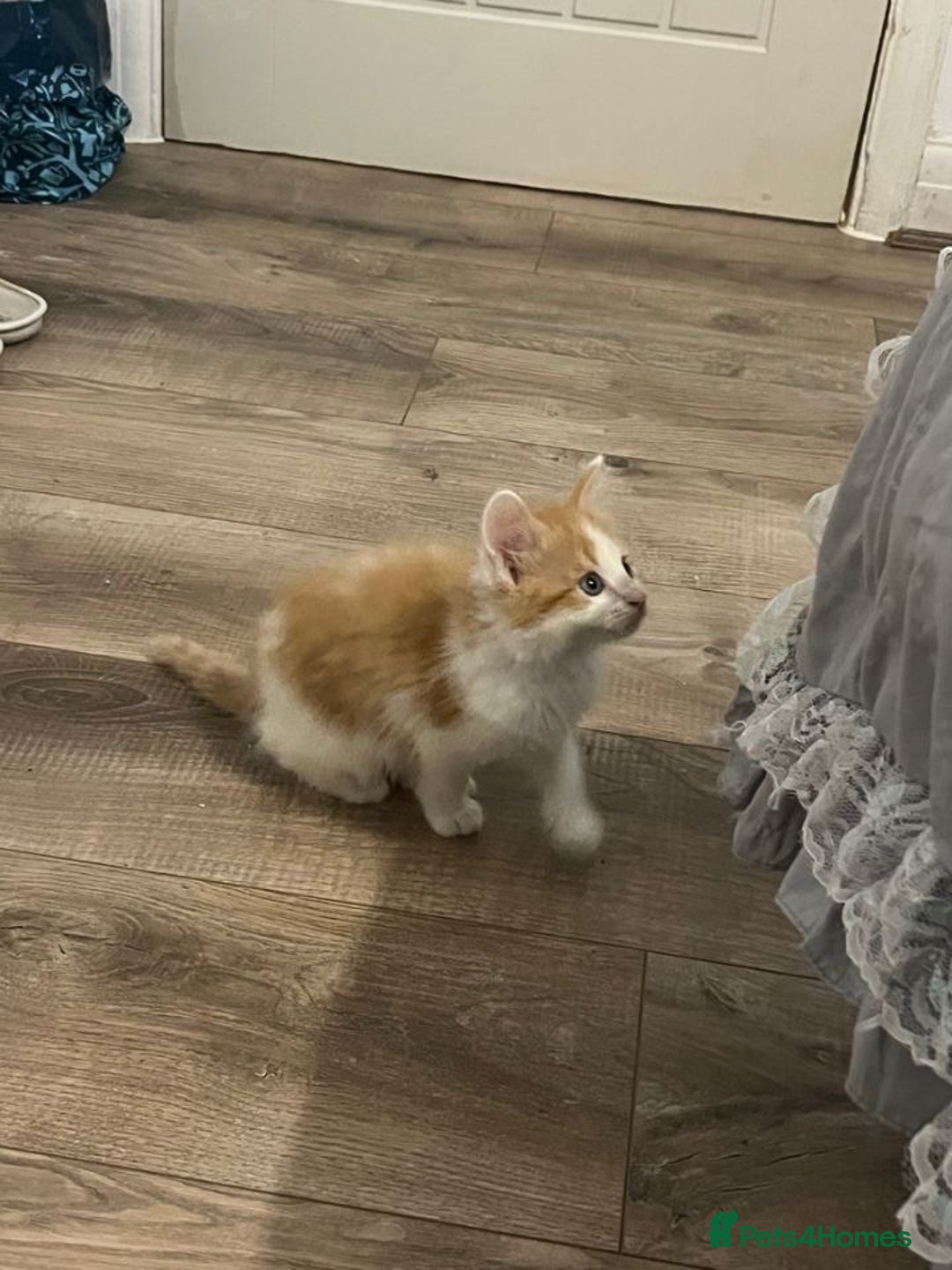 Mixed Breed cats for sale: 7 cute girl kittens  - Advert 6