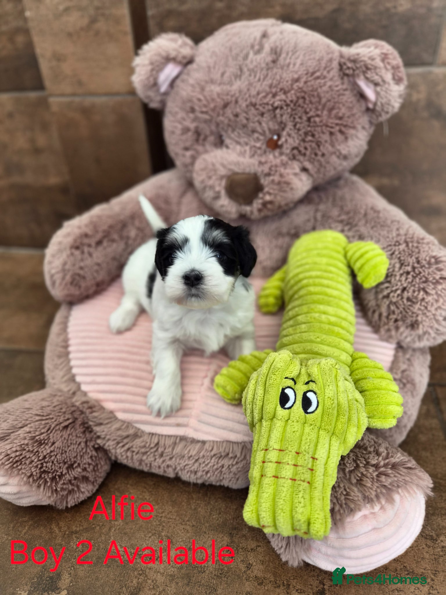 Havanese dogs Gorgeous KC Havanese Puppies - Advert 6