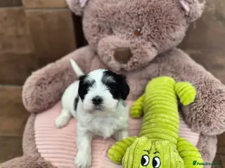 Havanese dogs Gorgeous KC Havanese Puppies - Advert 4