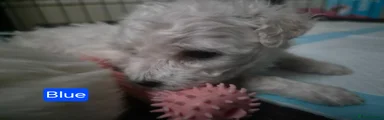 Bichon Frise 1 Blue
