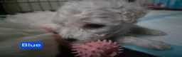 Bichon Frise dogs for sale: GORGEOUS BICHON FRISE - 🩷 3 girls  - Advert 37
