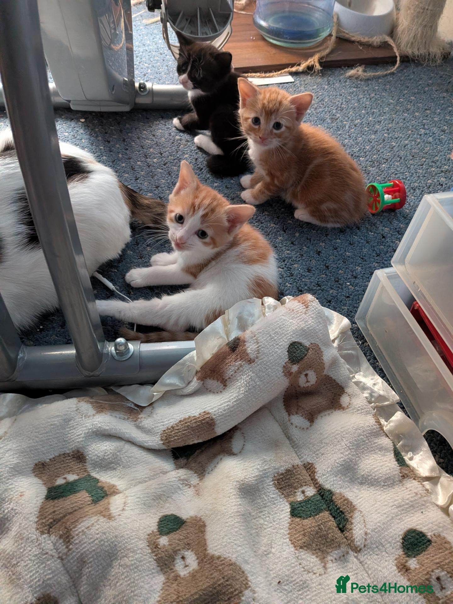 Mixed Breed cats Beautiful domestic x ragdoll kittens - Advert 2
