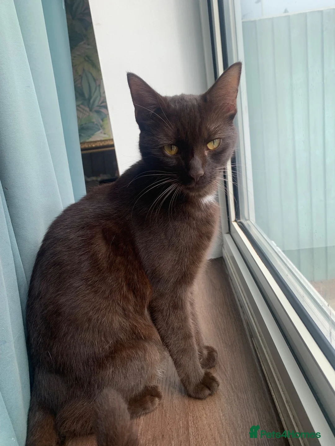 Mixed Breed cats for sale: Half rag doll kittens  - Advert 9