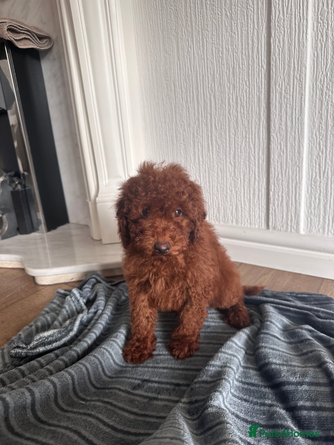 Maltipoo dogs for sale: Health tested rare coat red maltipoos for sale🐶!! - Image 13