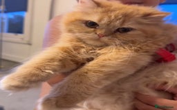Persian cats for sale: Persian Chinchilla gorgeous kitten(1 girl) in London - Image 2
