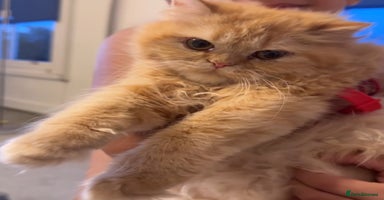 Persian cats in London - Advert 10
